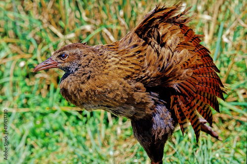 Gallirallus australis