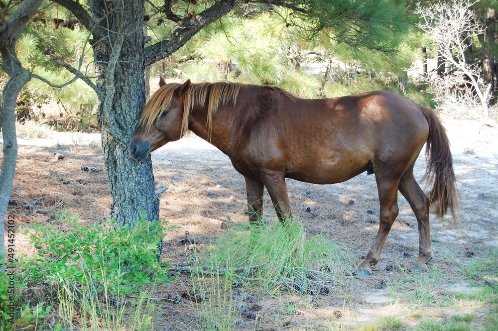 Fototapeta premium A wild horse rubbing its face on a tree on Assateague Island, Worcester County, Maryland.