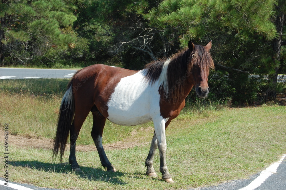 Obraz premium A wild painted horse roaming Assateague Island, in Worcester County, Maryland.