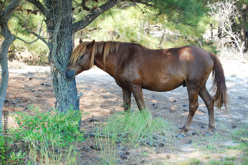 A wild horse rubbing its face on a tree on Assateague Island, Worcester County, Maryland.