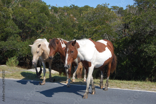 Wild horses enjoying a beautiful day on Assateague Island, Worcester County, Maryland. The white horse has overgrown hooves. © Scenic Corner