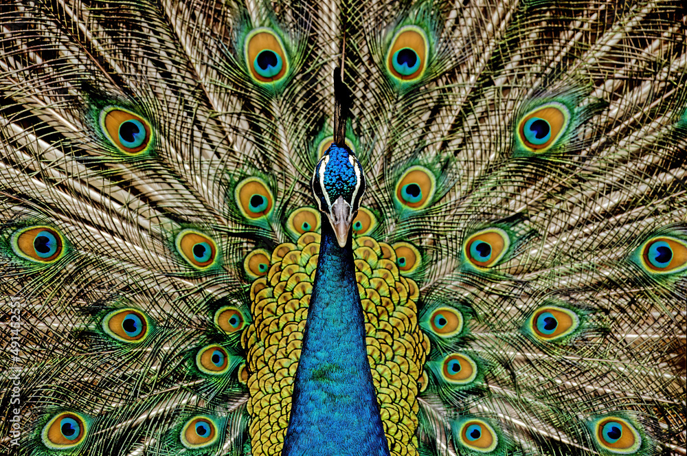 Obraz premium Indian peafowl