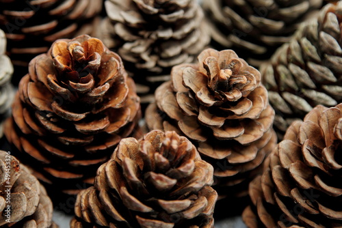 pine cones for decoration  © Zakharov Vitaly