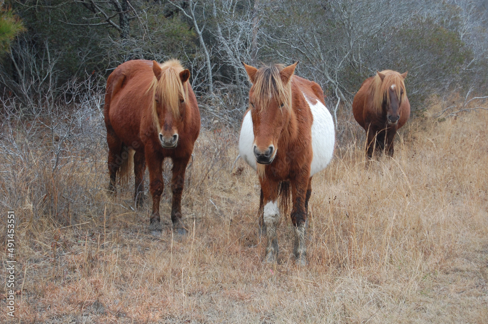 Wild horses living on Assateague Island, in Worcester County, Maryland. Wild horses living on Assateague Island, in Worcester County, Maryland.