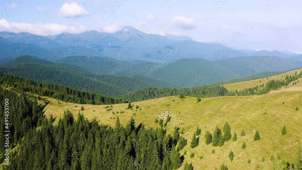 herd of sheep on Mount Kostrich. Ukraine, Carpathians - drone flies mountain landscape against the backdrop of Chernogora, Hoverla - peaks fields forests. Shepherds lead animals along paths to graze herd of sheep on Mount Kostrich. Ukraine, Carpathians - drone flies mountain landscape against the backdrop of Chernogora, Hoverla - peaks fields forests. Shepherds lead animals along paths to graze