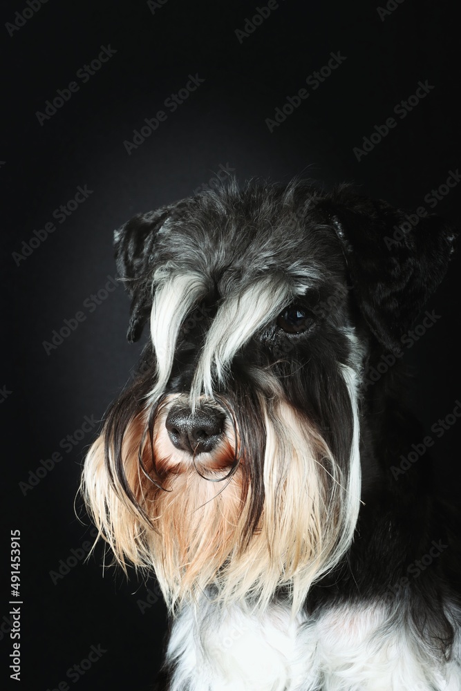 miniature schnauzer dog black and silver in black background