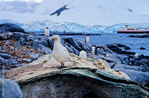 Snowy sheathbill