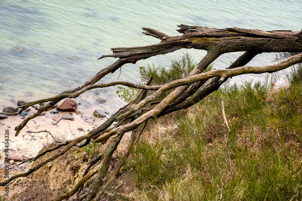 Wooded slope of Klif Orlowski Cliff - loess steep shore over Baltic Sea within Kepa Redlowska nature reserve in Gdynia Orlowo in Pomerania region of Poland