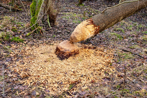 Splinters under shredded tree trunk cut by European beaver - Castor fiber - at Vistula river estuary to Baltic Sea aside Gull Sandbank reserve on Wyspa Sobieszewska Island near Gdansk in Poland