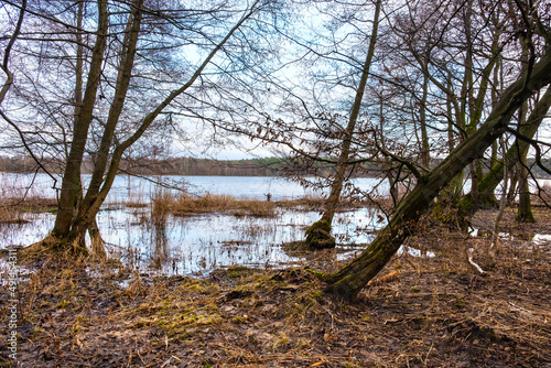 Forest and reed of Vistula river estuary to Baltic Sea shore aside Gull Sandbank - Mewia Lacha - wildlife reserve on Wyspa Sobieszewska Island near Gdansk in Poland