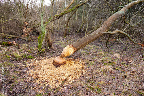 Splinters under shredded tree trunk cut by European beaver - Castor fiber - at Vistula river estuary to Baltic Sea aside Gull Sandbank reserve on Wyspa Sobieszewska Island near Gdansk in Poland