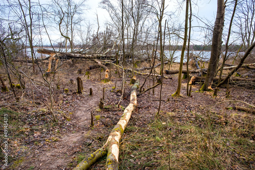 Forest and reed of Vistula river estuary to Baltic Sea shore aside Gull Sandbank - Mewia Lacha - wildlife reserve on Wyspa Sobieszewska Island near Gdansk in Poland