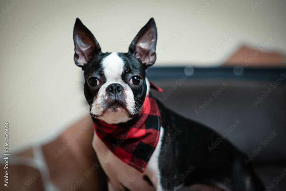 Cute puppy animal dog Boston terrier looking and standing