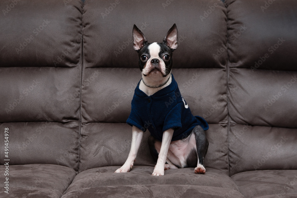 Cute puppy animal dog Boston terrier looking and sitting Cute puppy animal dog Boston terrier looking and sitting