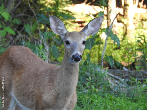 A whitetail deer doe living in the woodland forest of the Pocono Mountains  Pennsylvania. 