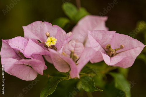 Bougainvillea is a genus of thorny ornamental vines, bushes, and trees belonging to the four o' clock family, Nyctaginaceae.