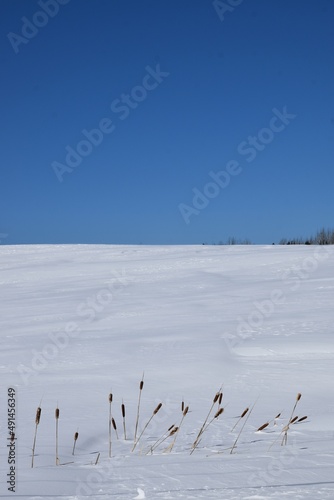 Cattails in a field in winter, Sainte-Apolline, Québec, Canada