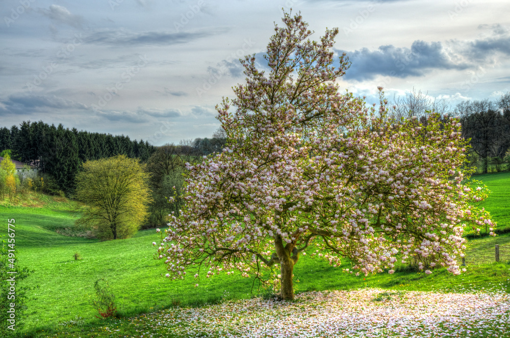 Magolienblüte im Frühling Panoramafoto