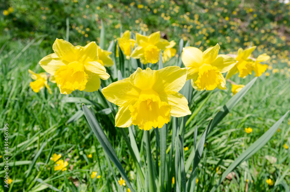 natürliche Narzissen in voller Blüte zu Ostern natürliche Narzissen in voller Blüte zu Ostern