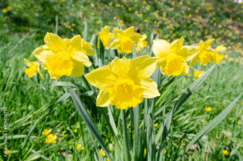 nat  rliche Narzissen in voller Bl  te zu Ostern