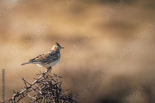 A short break for the skylark