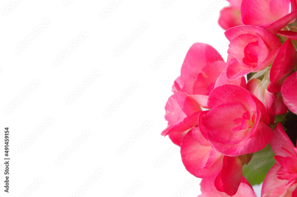 close up of red pink begonia flower on white backdrop with copy space close up of red pink begonia flower on white backdrop with copy space