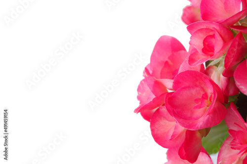 close up of red pink begonia flower on white backdrop with copy space