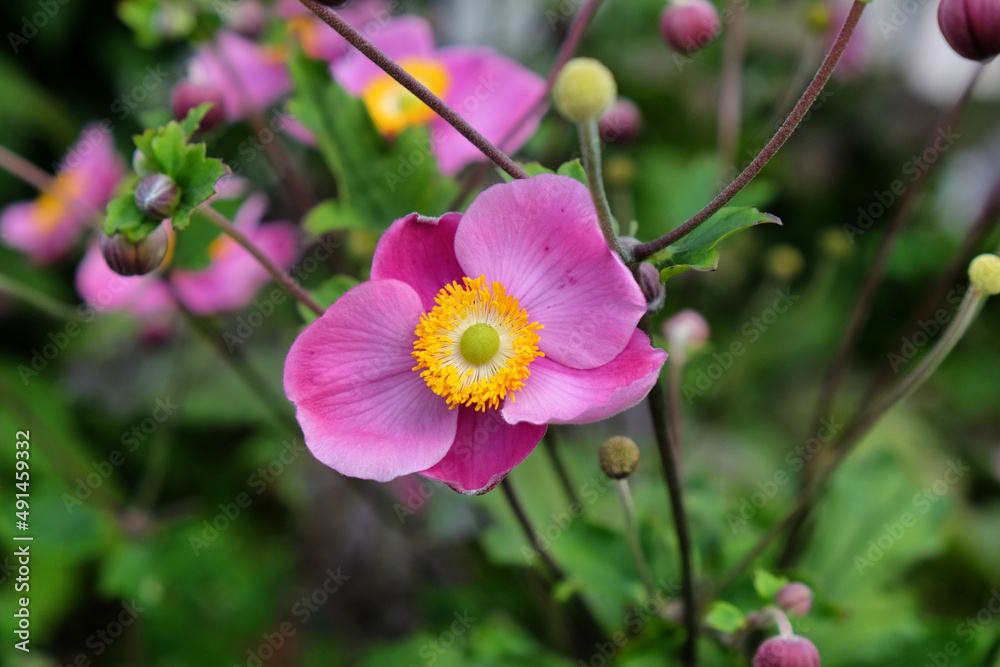Pink grape leaf anemone in flower Pink grape leaf anemone in flower