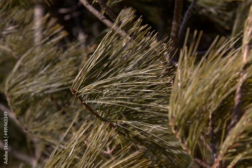 View of conifer needles standing out against the wind.