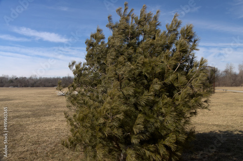 Wide angle view of a conifer tree standing against the blue sky in winter.