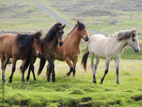 Scandinavian horses herd in the north countryside