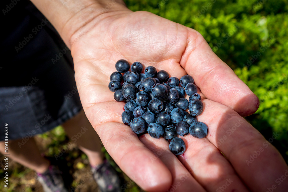European Blueberry - bilberry - in a hand European Blueberry - bilberry - in a hand