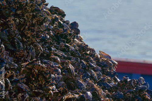 Mejillón batea bivalvo