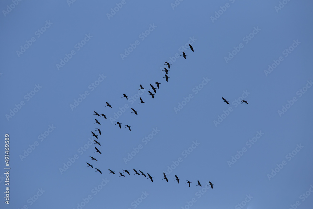 Beautiful flying bird silhouettes against the blue sky. Seasonal scenery with migratory birds in Northern Europe. Beautiful flying bird silhouettes against the blue sky. Seasonal scenery with migratory birds in Northern Europe.