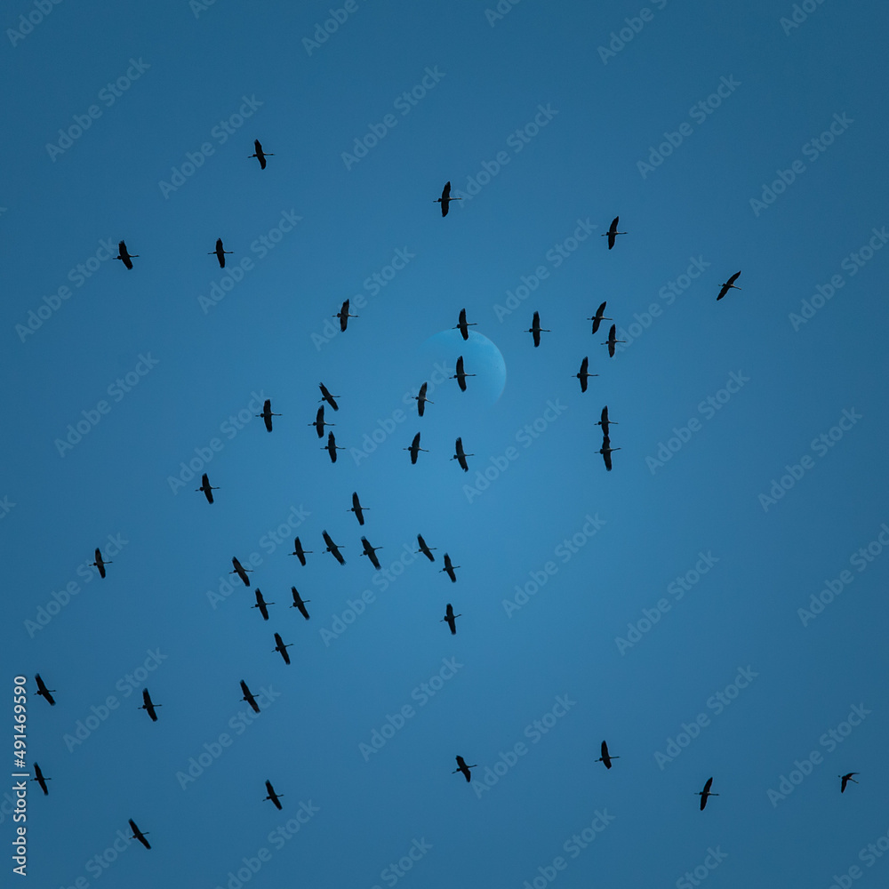 Beautiful flying bird silhouettes against the blue sky. Seasonal scenery with migratory birds in Northern Europe. Beautiful flying bird silhouettes against the blue sky. Seasonal scenery with migratory birds in Northern Europe.