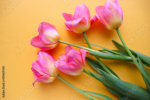 Fototapeta Naklejka Na Ścianę i Meble -  greeting card. bouquet of pink tulips on a white background