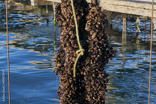 Trabajo en batea industria mejillonera