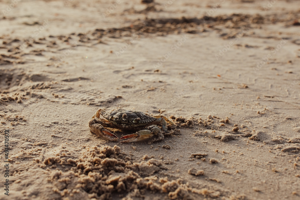 Landscape of Crab in the Sand