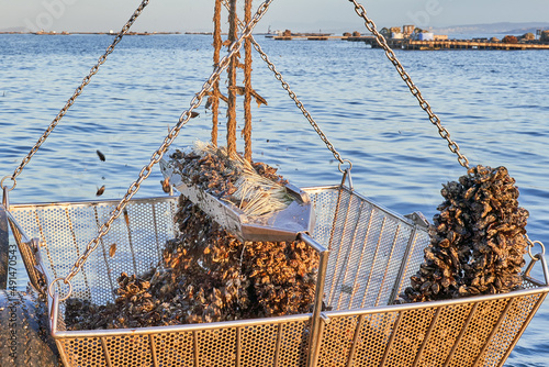 Trabajo en batea industria mejillonera