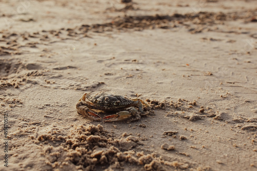 Landscape of Crab in the Sand