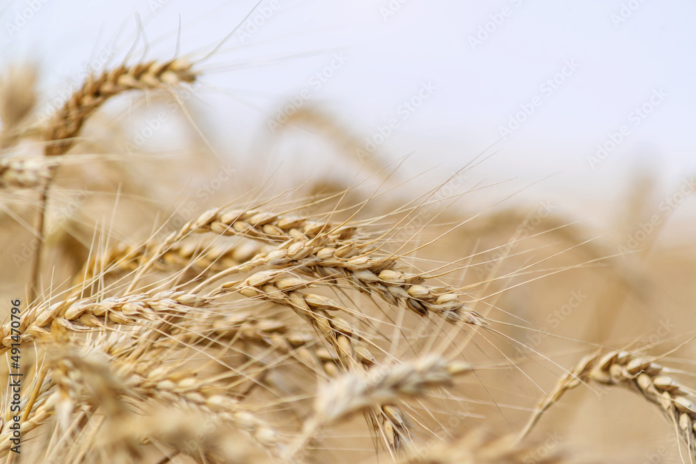 Close up of wheat ears, field of wheat in a summer day. Harvesting period Close up of wheat ears, field of wheat in a summer day. Harvesting period