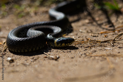 A grass snake on a dirt road in spring day. Local wildlife in Northern Europe.