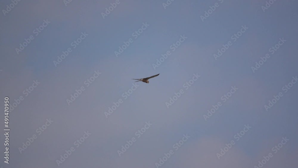 a kestrel (Falco tinnunculus) bird of prey struggling to maintain a hover in very strong winds a kestrel (Falco tinnunculus) bird of prey struggling to maintain a hover in very strong winds