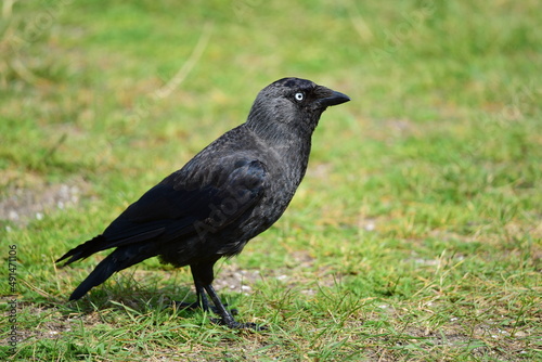  black crow