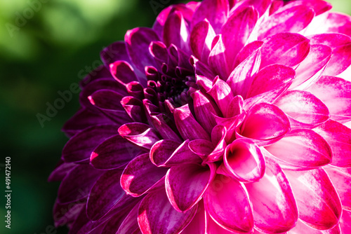 Close up multicolored  red  purple  white  violet blands  Dahlia petals in blur on green background.