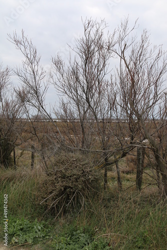 La Sansou  re du Pont de Rousty  Camargue 