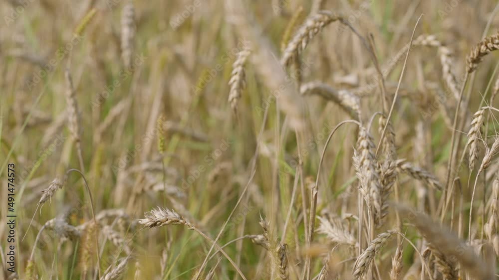 macro slowmotion shot of wheat on the field before the harvest macro slowmotion shot of wheat on the field before the harvest