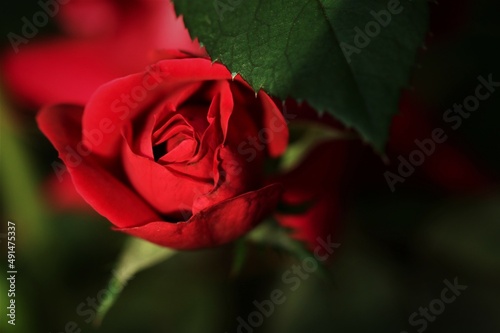 Rose Macro