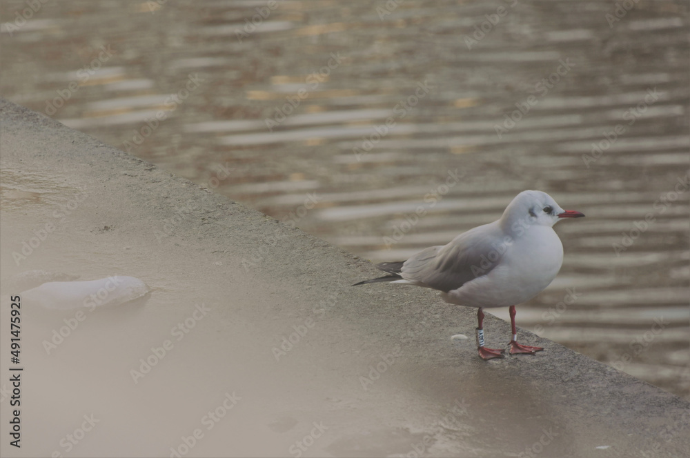 Mouette rieuse en hiver au bord d'un cours d'eau qui regarde vers l'horizon Mouette rieuse en hiver au bord d'un cours d'eau qui regarde vers l'horizon