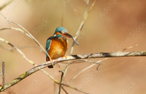 A Common Kingfisher (alcedo atthis) in the Reed © Marc Stephan